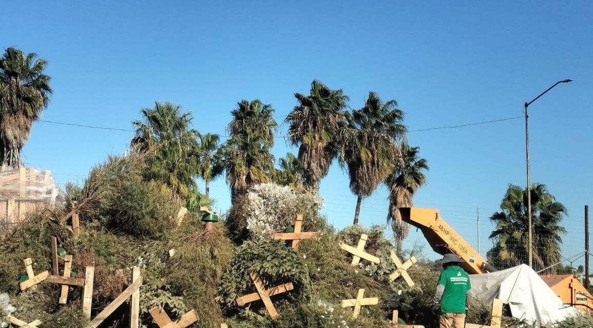 TIJUANA AVANZA EN EL RECICLAJE DE ÁRBOLES NAVIDEÑOS: YA VAN MÁS DE 2 MIL RECABADOS EN DOS SEMANAS