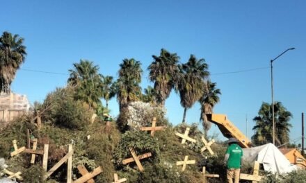 TIJUANA AVANZA EN EL RECICLAJE DE ÁRBOLES NAVIDEÑOS: YA VAN MÁS DE 2 MIL RECABADOS EN DOS SEMANAS
