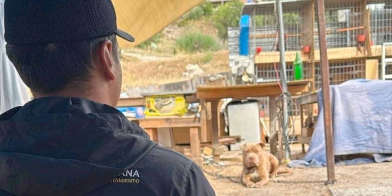 ¡Buen ejemplo de atención ciudadana! Ayuntamiento responde a denuncia por presunto maltrato animal