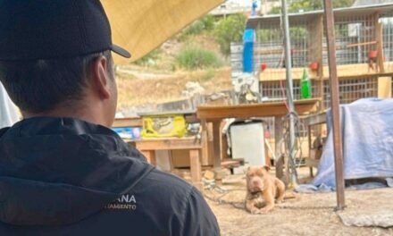¡Buen ejemplo de atención ciudadana! Ayuntamiento responde a denuncia por presunto maltrato animal