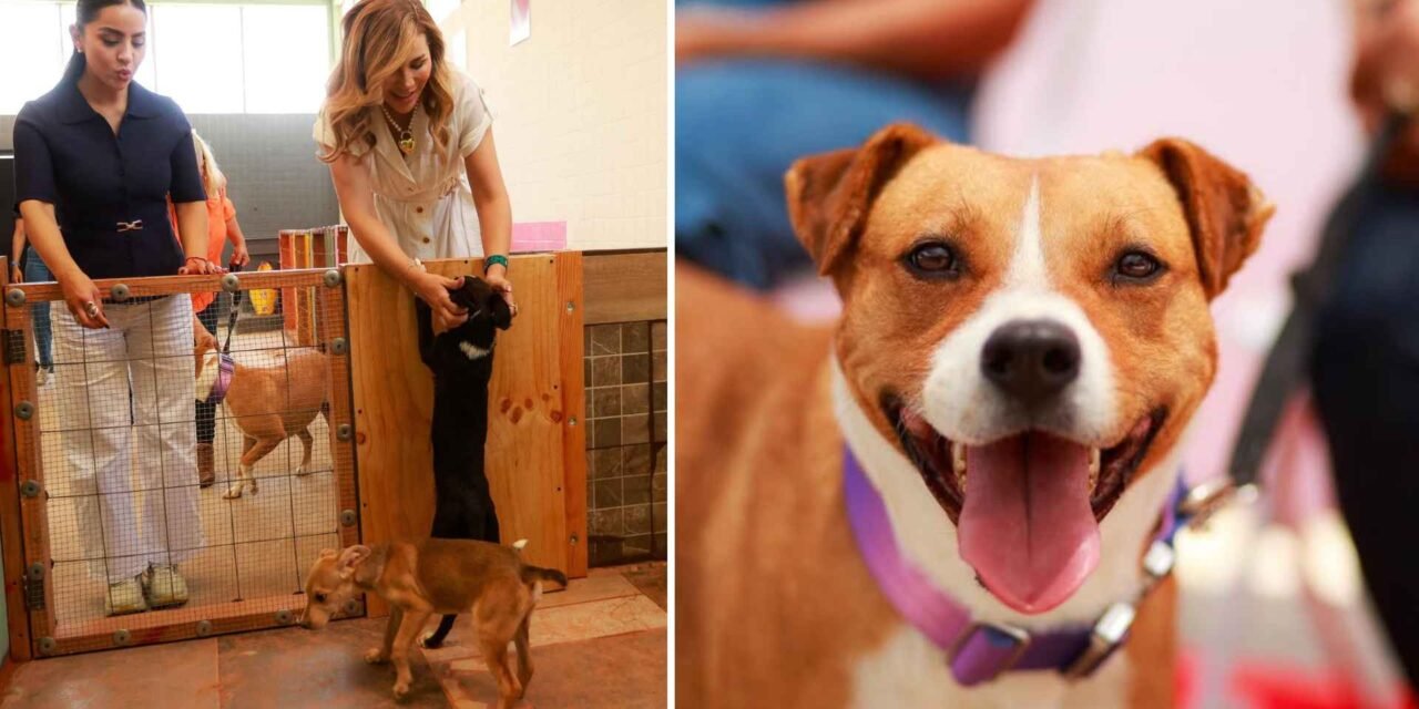 Un espacio digno para Tecate: La protección animal como reflejo de nuestra comunidad