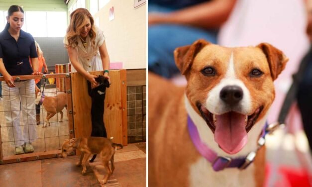 Un espacio digno para Tecate: La protección animal como reflejo de nuestra comunidad